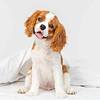 Puppy cavalier king charles spaniel lying on a blanket