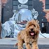 Dog standing in front of a mural in downtown Tulsa