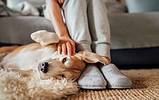 dog being petted while lying on the floor