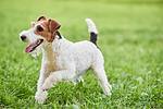 fox terrier dog at the park