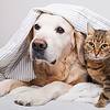 dog and cat under fabric