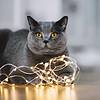 cat playing with fairy lights