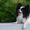 white and black dog outside laying down on a ledge