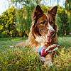 Broder collie dog laying down in grass