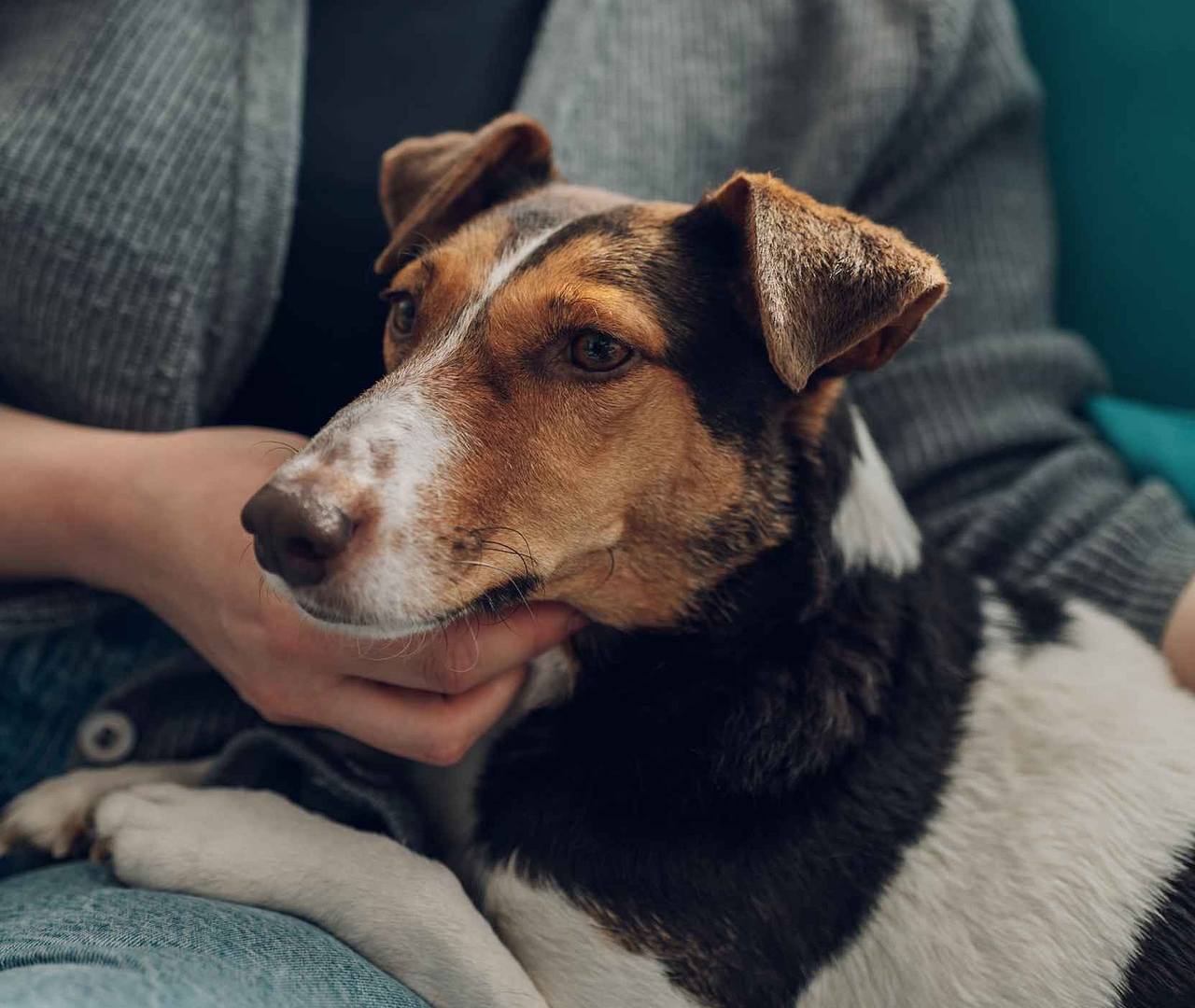 a person holding a dog