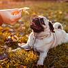 pug looking at leaf held in person's hand
