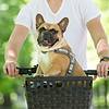 bulldog in the basket of a bicycle