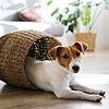 Jack Russel terrier sitting in a basket