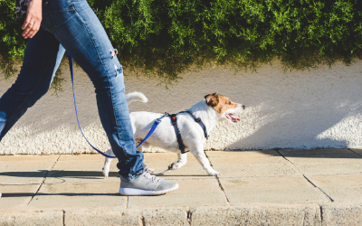 Person walking with dog on sidewalk