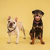 a bulldog and a black and brown puppy on a yellow background