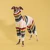 Dog with shirt against yellow background