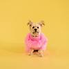 Small terrier wearing a pink sweater on a yellow background