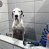 a white and black great dane sits in a dog washing station