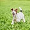 fox terrier dog playing in the grass