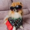 Dog with purse and sunglasses on