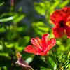 green leaves and red hibiscus flowers
