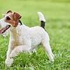fox terrier dog at the park