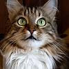 a long hair cat with green eyes and a white chest