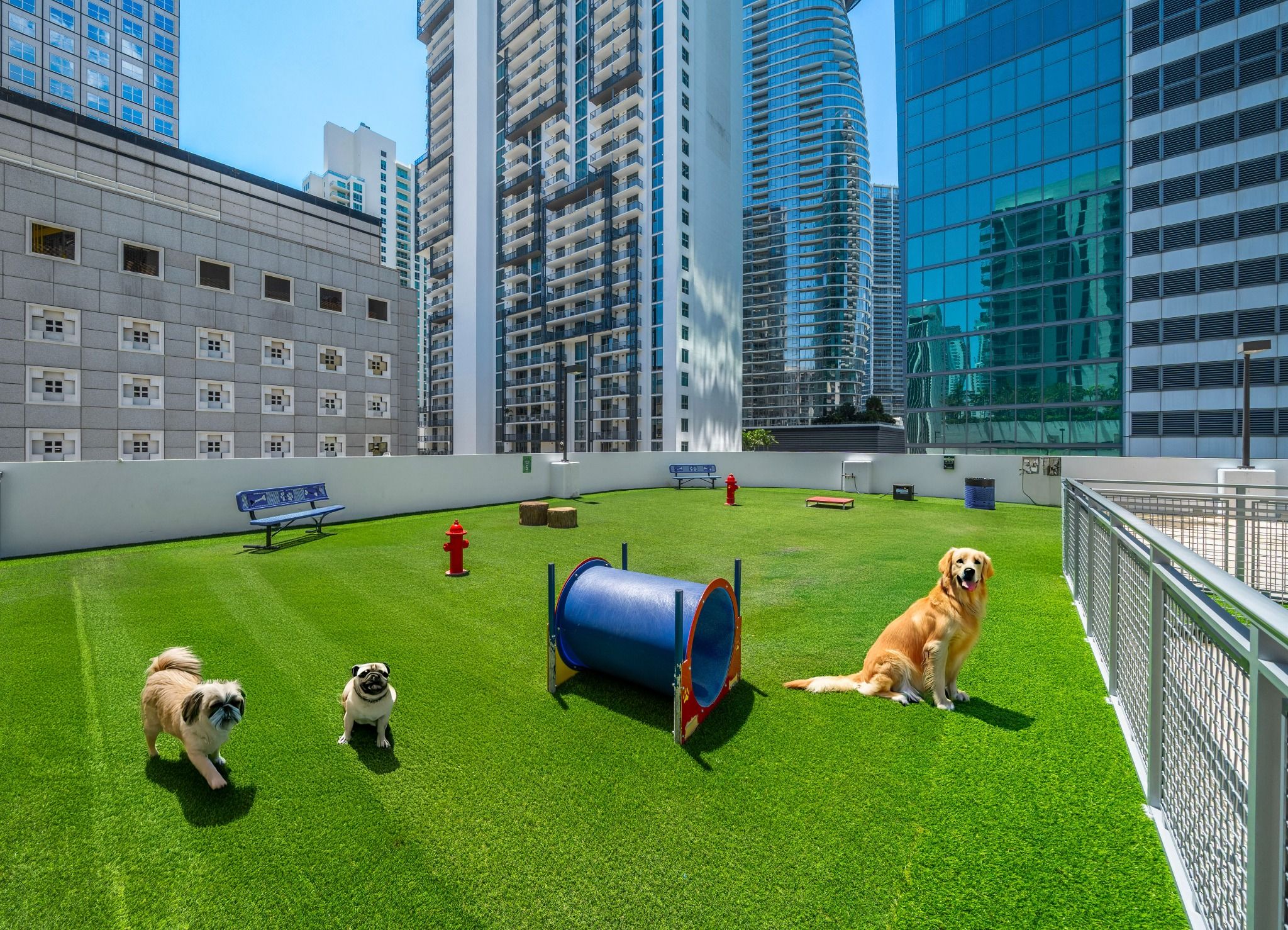 Roof top dog run Roof top dog run with obstacles and dogs playing