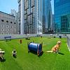 Rooftop dog park Rooftop dog park with playing dogs and equipment