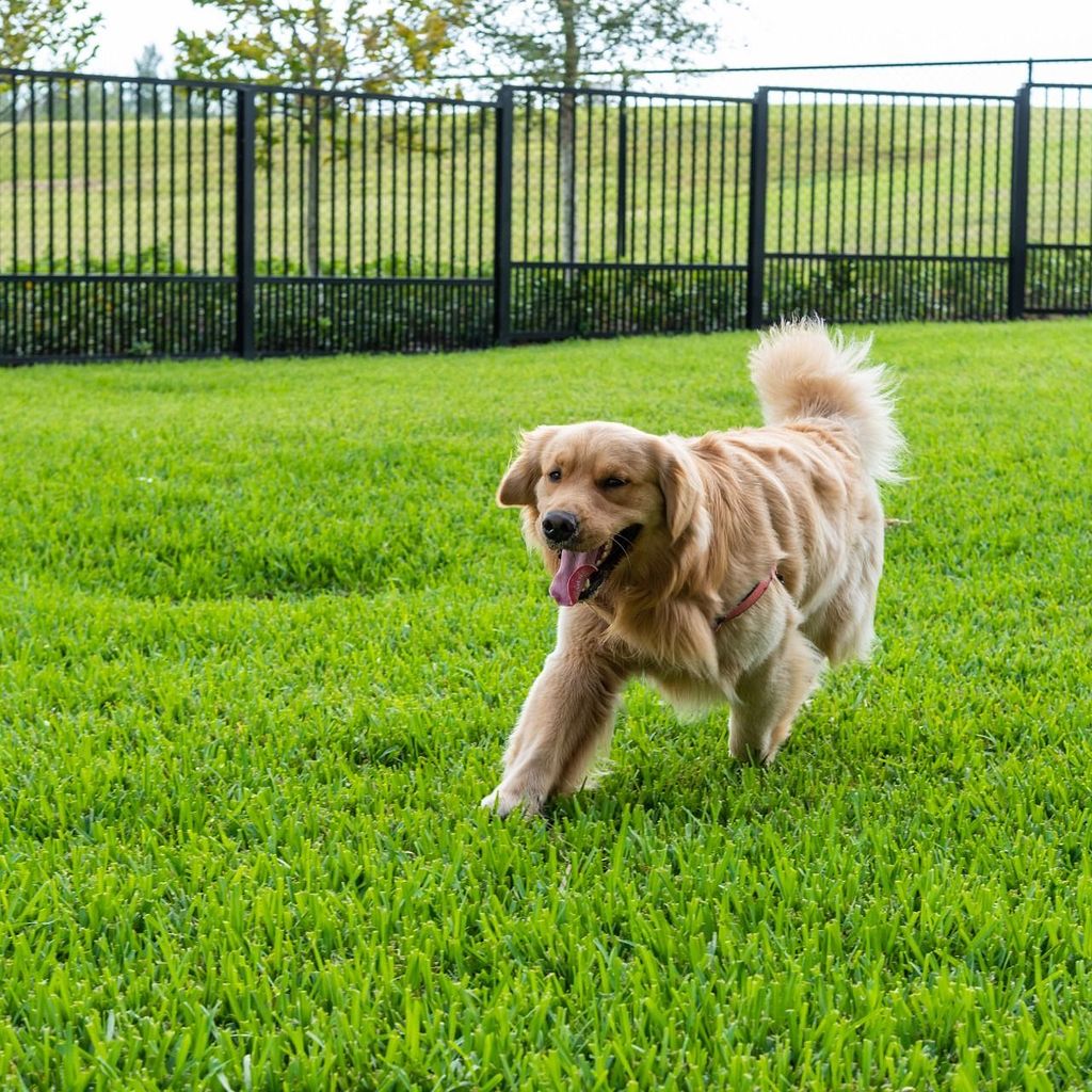 Dog Park & Pet Grooming Areas Dog Park