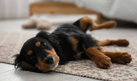 Puppy laying on floor